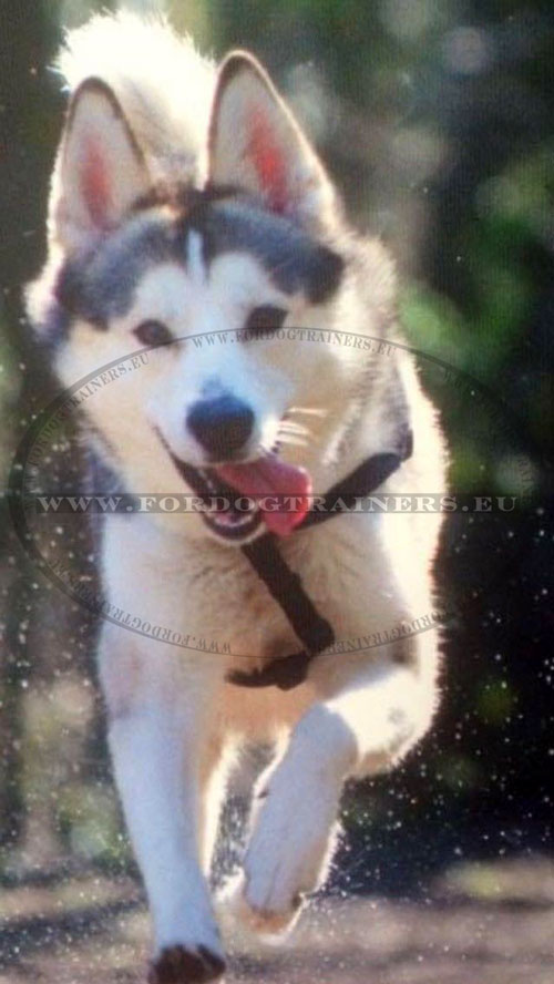 Pulling Harness for Malamute Training and Walking