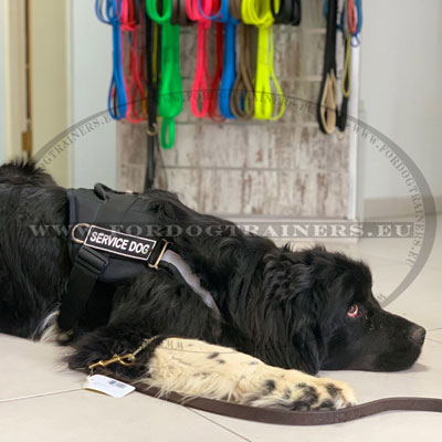 Harness for a Newfoundland Waterproof