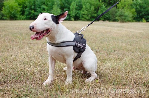 Nylon Canine Harness