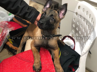 Malinois Pup Bite Builder