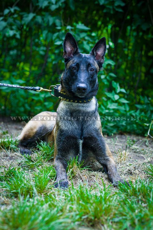 Belgian Malinois Halsband mit Spikes