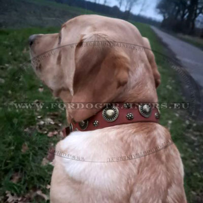 Dog Collars for Labrador Retrievers Handmade