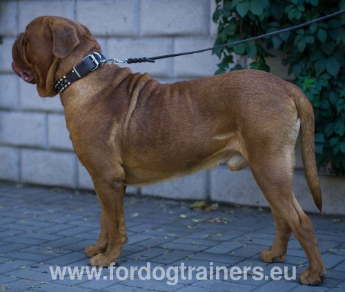 Matériel pour Dogue de Bordeaux