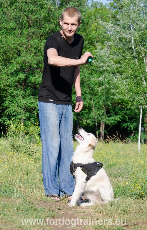 Harnais de sport pour Golden Retriever