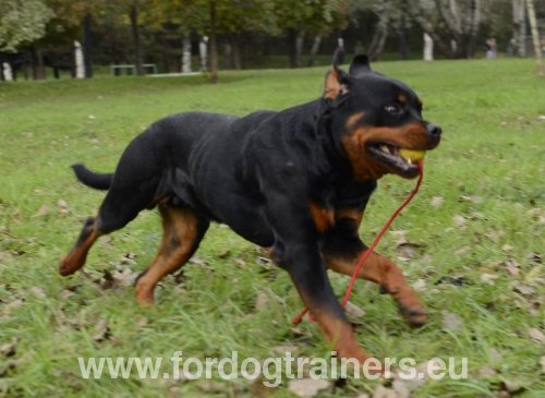 Jouets pour Rottweiler