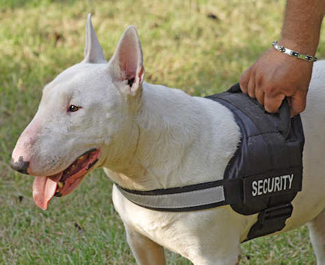 Bulterrier in Sportief Tuig