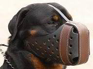 Museliere d'Attaque en Cuir pour Rottweiler