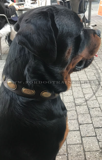Retro Halsband Leder Rottweiler