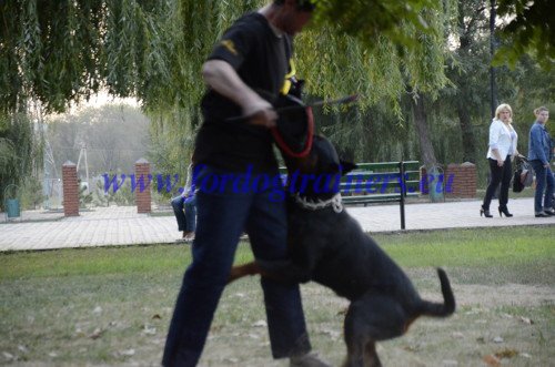 Dog Attack Training Command Drop It in Training