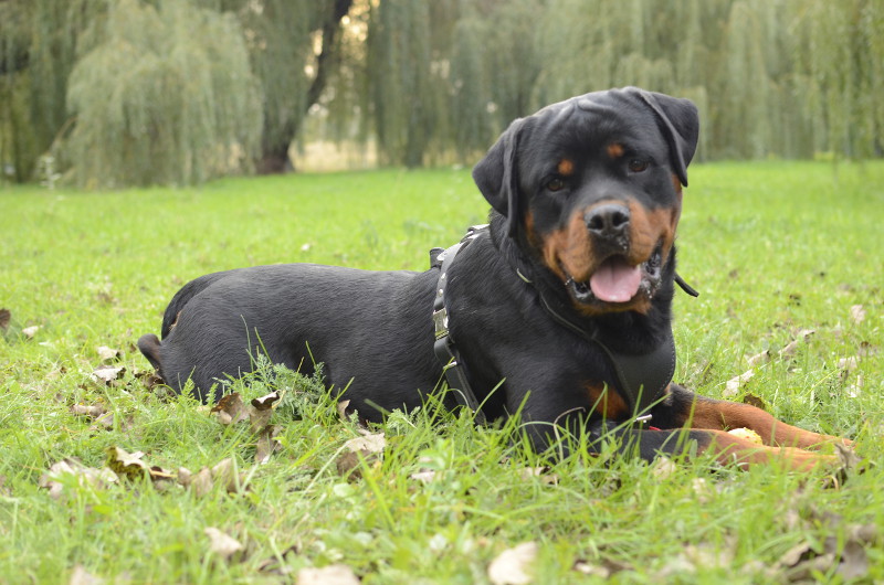 Rottweiler
Heureux