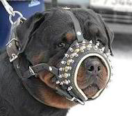 Leather Dog Muzzle for Rottweiler with SPIKES, Royal Leather Dog Muzzle for Rottweiler with SPIKES, Royal