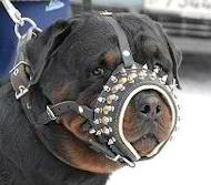 Muselire de promenade. Muselire dcore pour Rottweiler