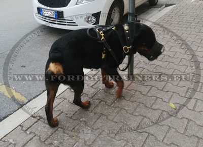 Leather Braided Dog Collar for Rotti