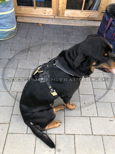 Harness Leather for Rottweiler Padded