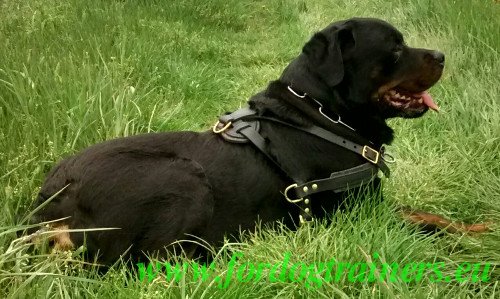 Leder Zugsport Mantrailing Geschirr fr Rottweiler