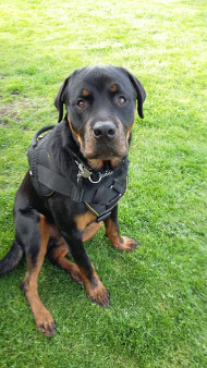 Harnais Rsistant en Nylon pour Rottweiler