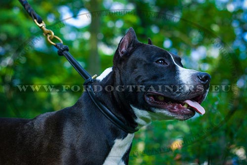 Amstaff con collare in vera pelle da addestramento