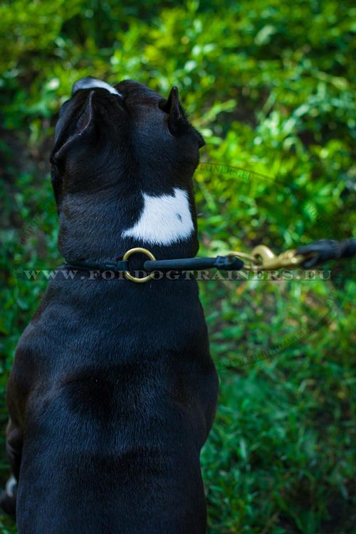 Tear-proof Choking Dog Collar