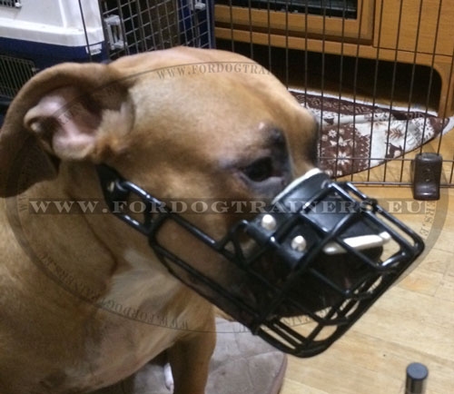 Cage Muzzle for Pitbull