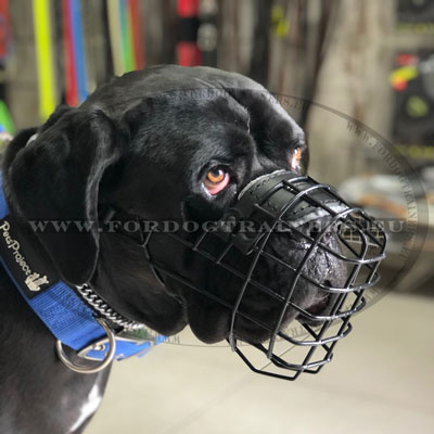Rubberized Dog Muzzle to Stop Eating Everything Solid