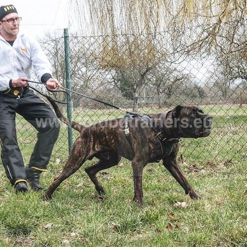 Harnais cuir pour Bandog