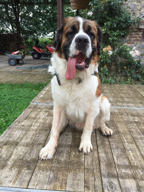 Comfortable Harness for Saint Bernard Dog