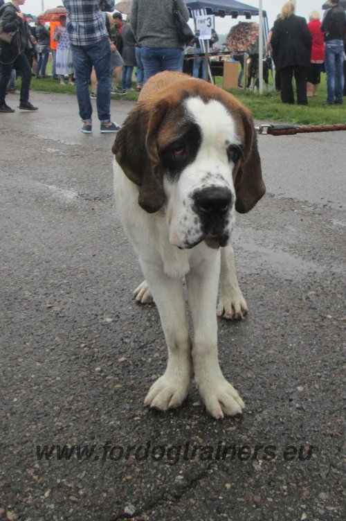 Start Training Saint Bernard