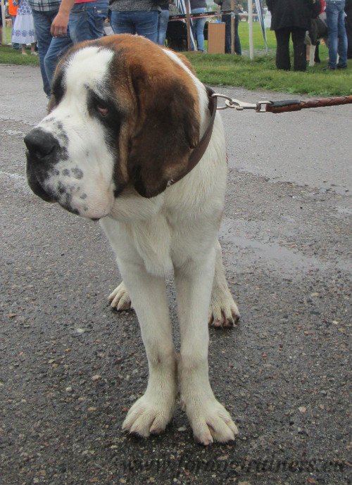 Saint Bernard Dog on Show