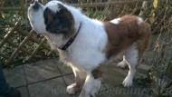 Dog Leather Collar with Flowers for St. Bernard