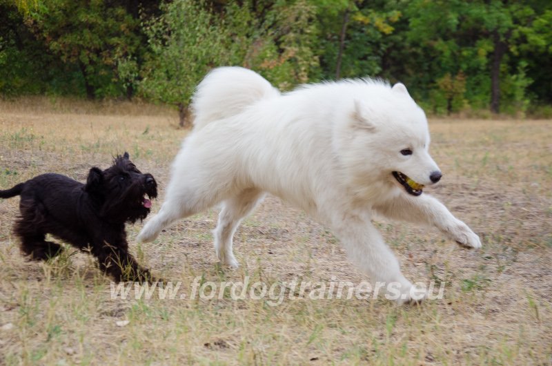 Samoyed joue avec un chien dehors