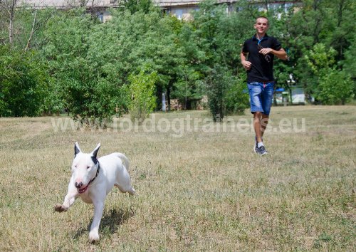 Collier en cuir pour Bulle Terrier