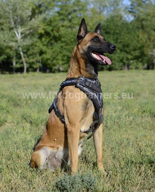 Harnais en cuir pour Malinois