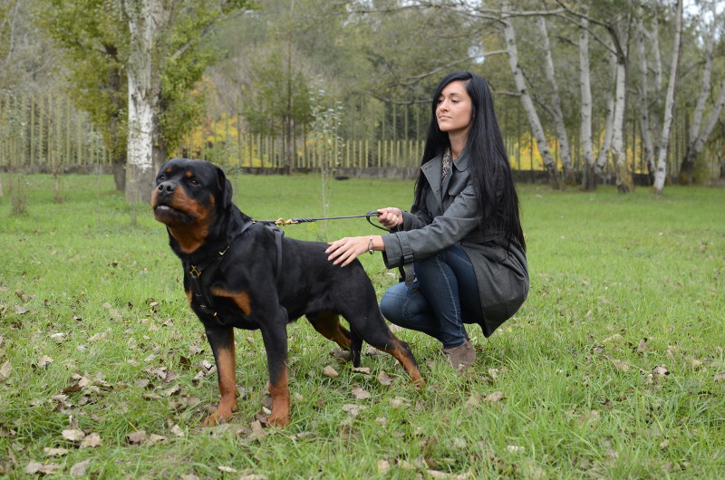 Rottweiler Dangeureux en Laisse