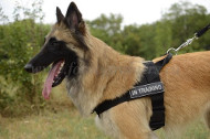 Canine Tracking Harness for Tervuren [H17##1057 Pettorina in nylon da traino per Tervuren]