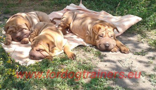 Shar-pei Dog Training