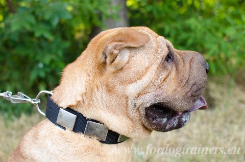 Shar-pei Nylon Buckle Collar