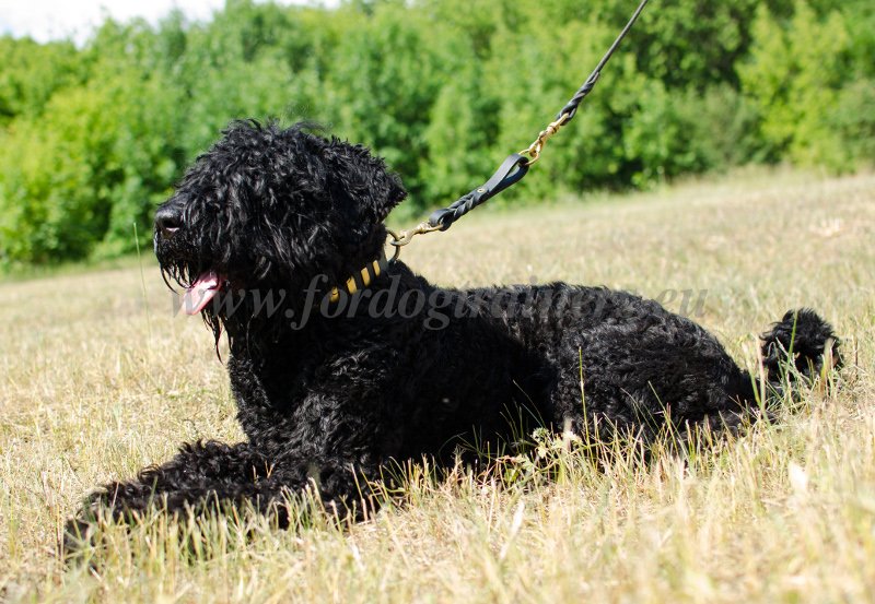 Russian Terrier Leather Dog Lead