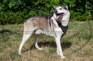 Excellent leather harness with spikes for Laika