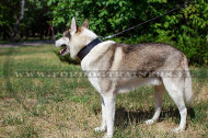 Opgevoerde lederen halsband voor West-Siberische
Laika