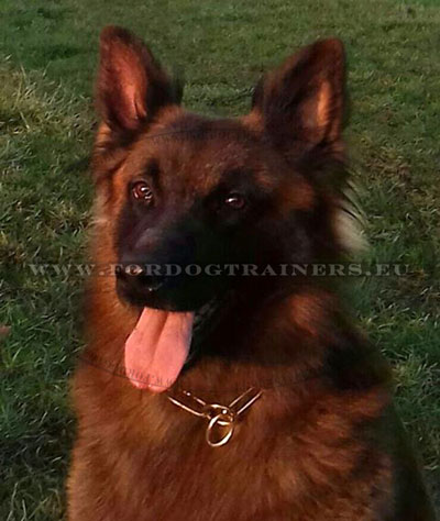 Best Slip Collar for German Shepherd Brass