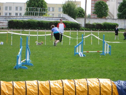 Yorkshire Terrierin en Agility