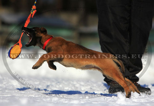 Motivazione del cane di razza Malinois