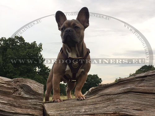 Harness for a French Bulldog Handmade