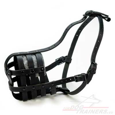 Universal muzzle for Pitbull: walks, trips, training