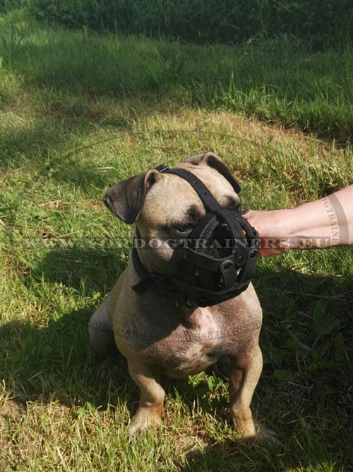 French Bulldog Practical Muzzle