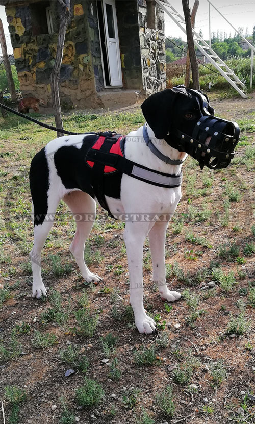 Great Dane Muzzle with Padding