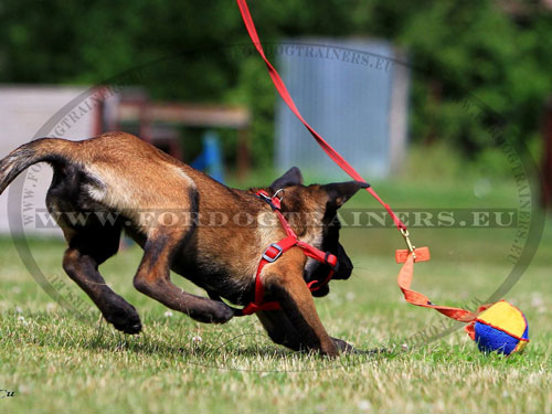 Belgian Malinois Bite Training Tug