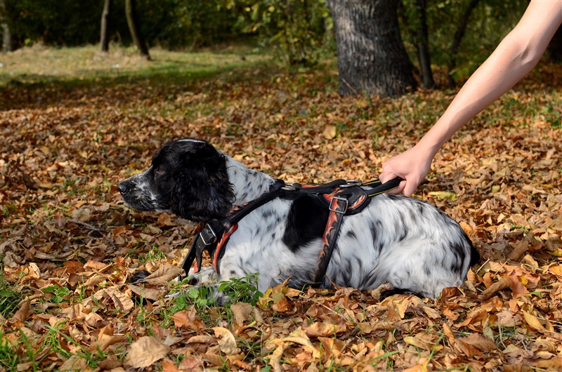 Spaniel harnais peint