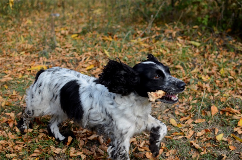 Pica chez le chien