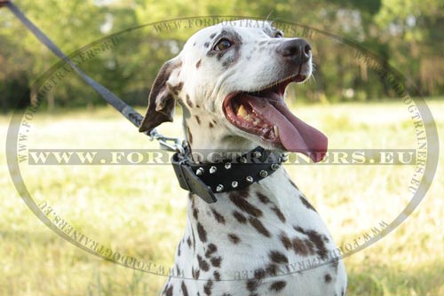 Spiked Collar for Dalmatian